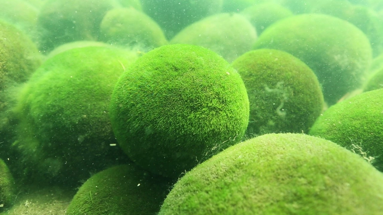 มหัศจรรย์สาหร่ายมาริโมะ