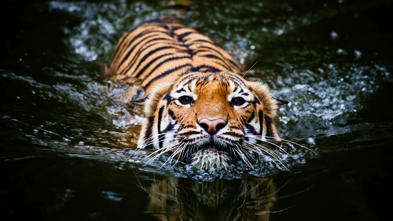 วิวัฒนาการเสือในอนาคต