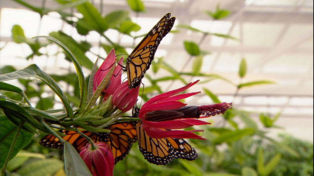 มหากาพย์อพยพข้ามโลก ตอน ศาสตร์แห่งการอพยพ