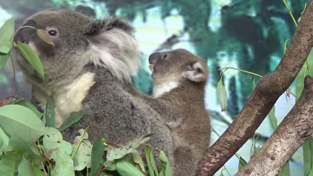 หมีโคอาลา