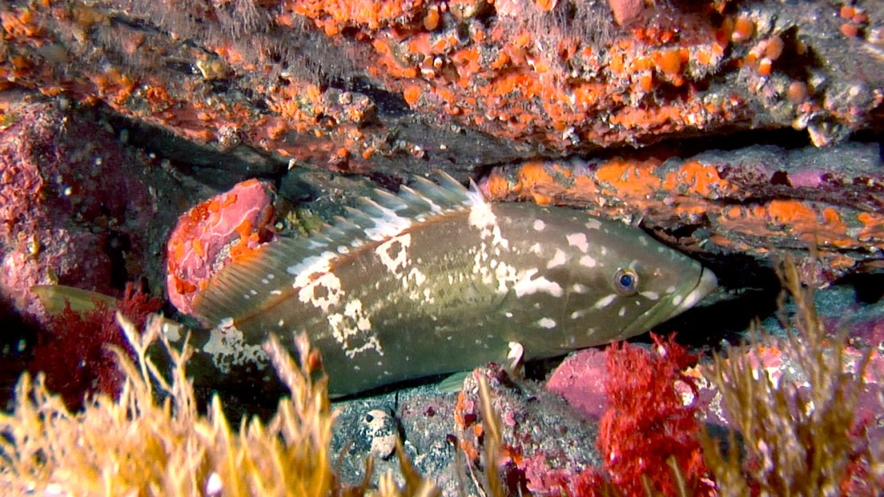 สมบัติใต้มหาสมุทร