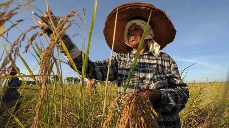ชาวนาเงินล้าน, เมนูจากข้าวสังข์หยด, ข้าวแปรรูปฝีมือคนไทย