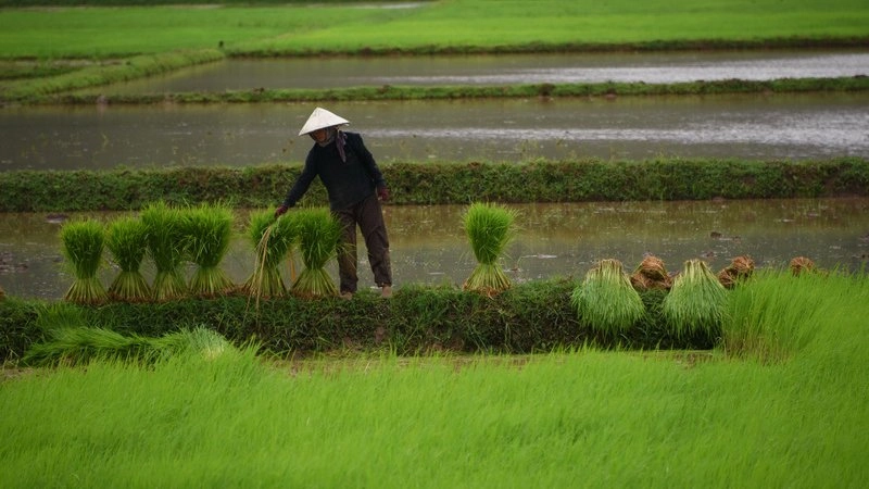 ต้นฝนที่เมืองเขมร