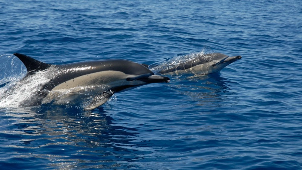 เสือชีตาห์แห่งท้องทะเล