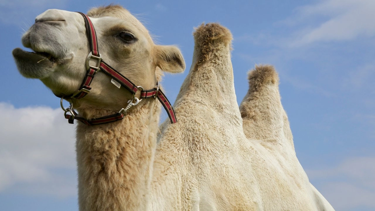 เจาะความลับของธรรมชาติ  ตอน ร่างกายขยายขนาด และ อวัยะการกินพิเศษ