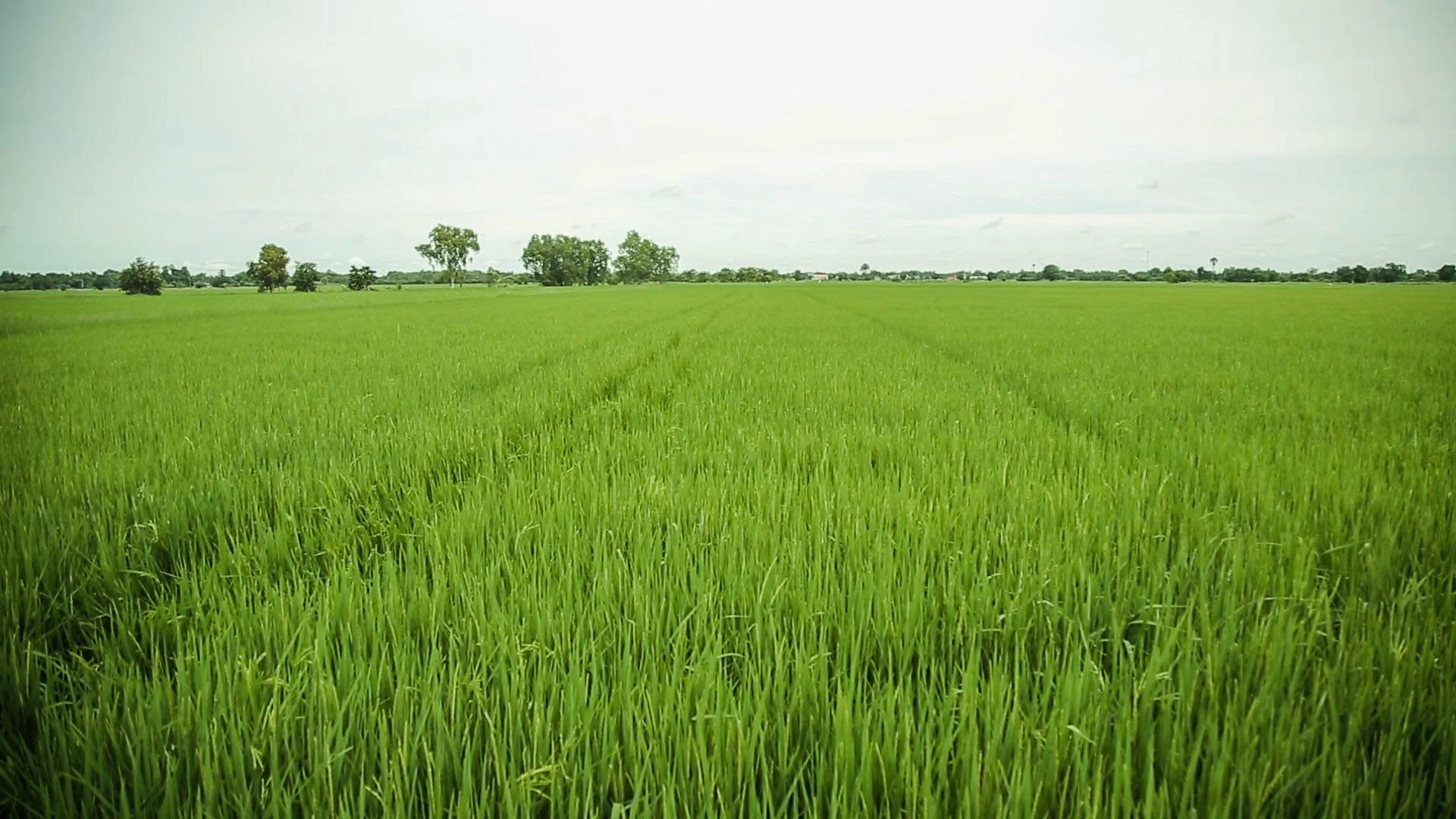 แหล่งอุดมเมล็ดข้าว ชาวนาภาคกลาง