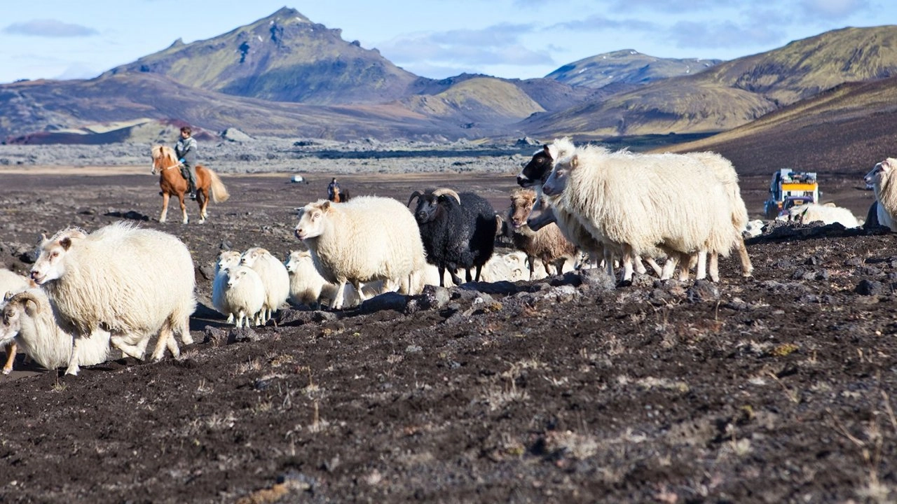 โลก 360 องศา ตอน เลี้ยงแกะในไอซ์แลนด์