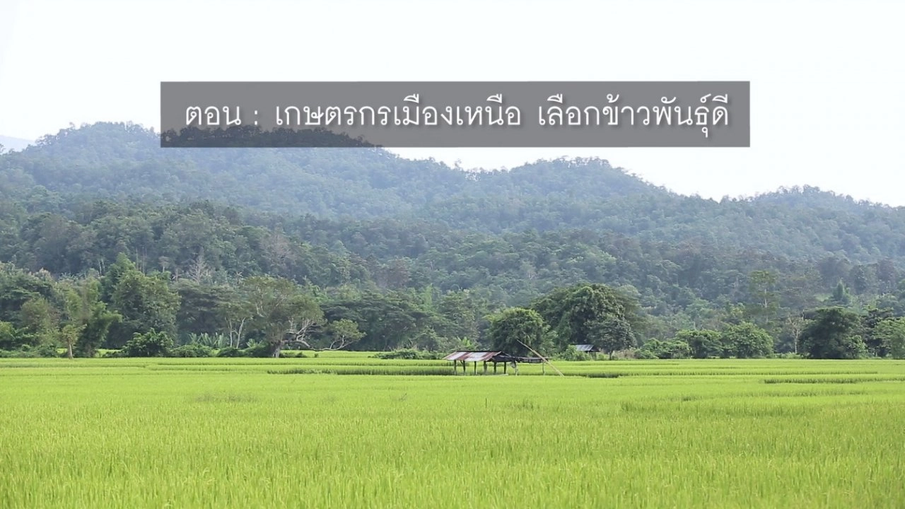 ​เกษตรกรเมืองเหนือ เลือกข้าวพันธุ์ดี