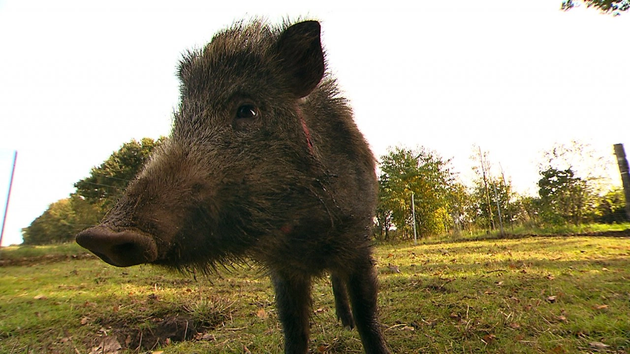 สัตว์โลกแสนรู้ ตอนที่ 9