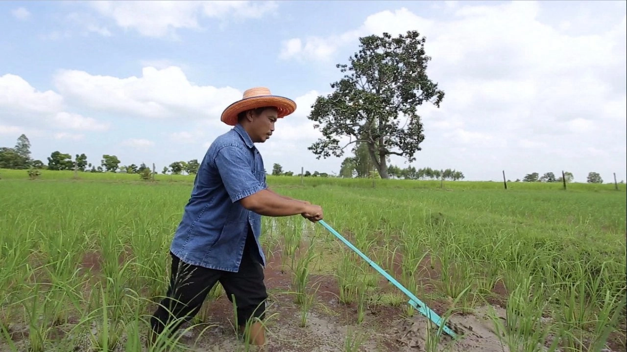 การดำนากล้าต้นเดียว