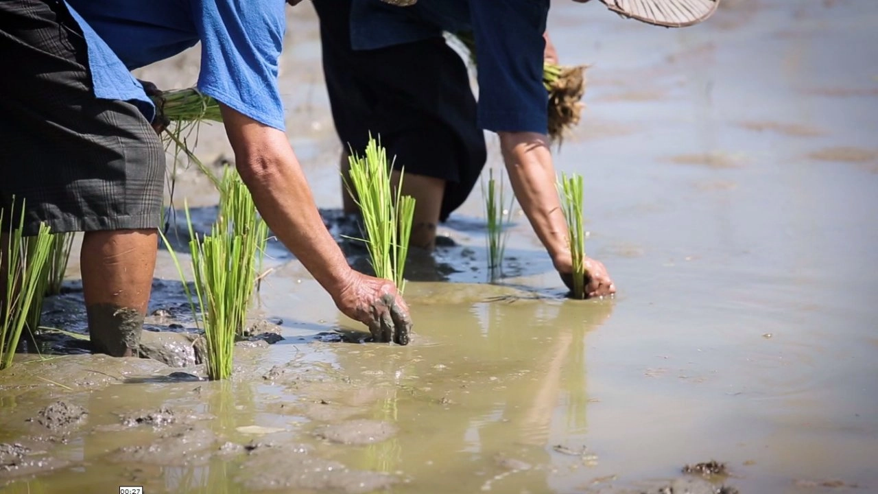 ​การเพาะกล้าข้าว