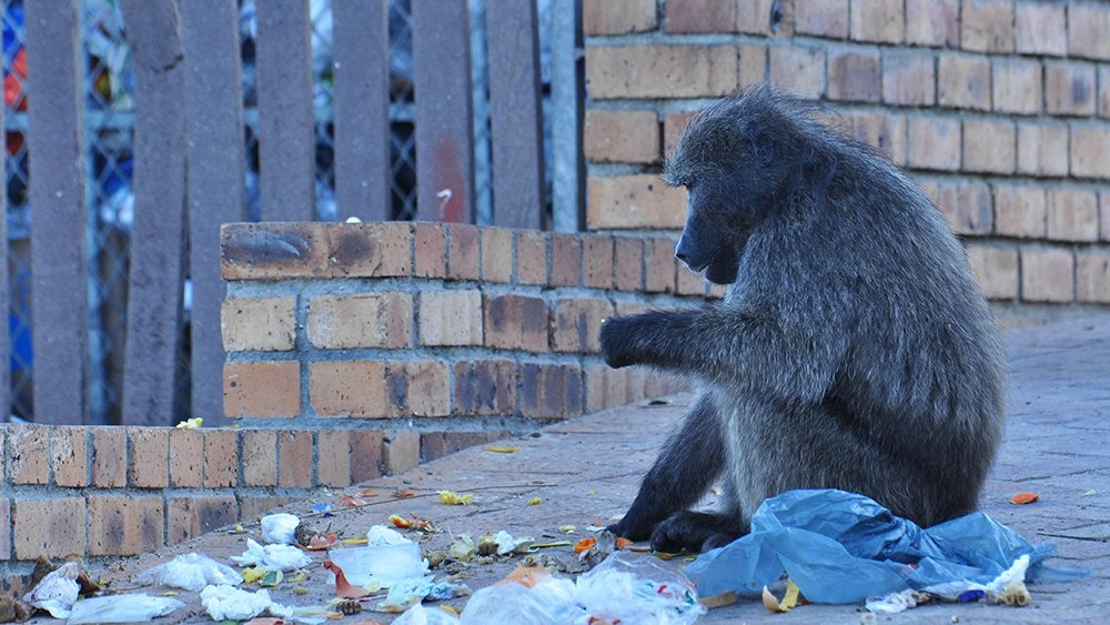 บ้านบิ๊กบาบูน ตอน ปฏิวัติบิ๊กบาบูน