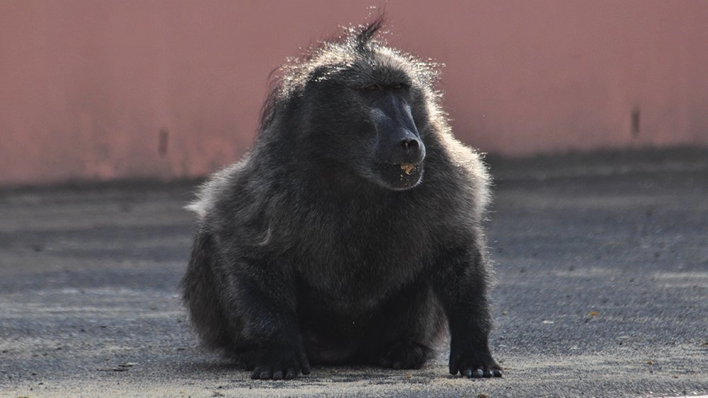 บ้านบิ๊กบาบูน ตอน คริสต์มาส