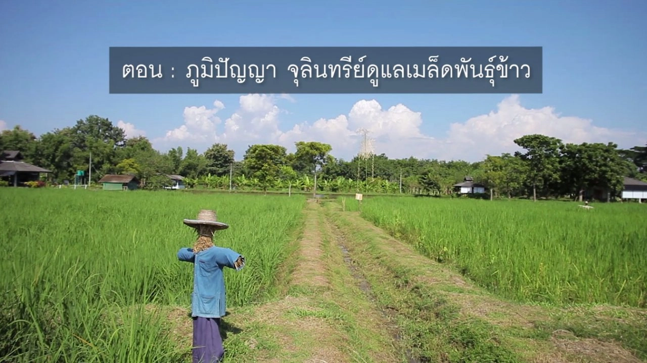​ภูมิปัญญา จุลินทรีย์ดูแลเมล็ดพันธุ์ข้าว