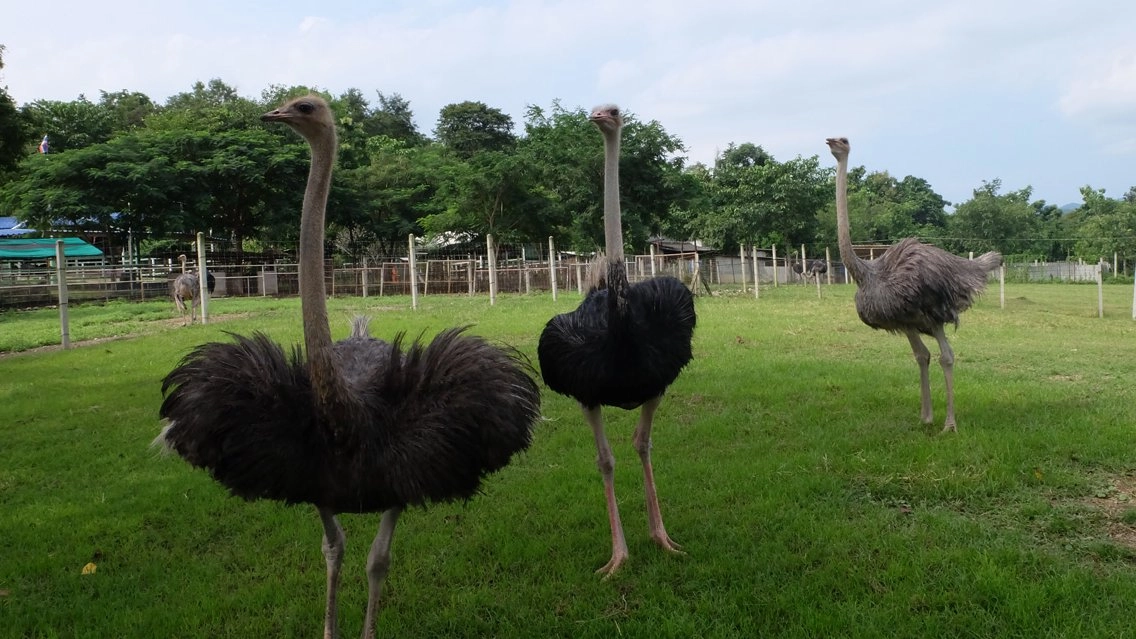 เรื่องไม่กระจอกของนกกระจอกเทศ