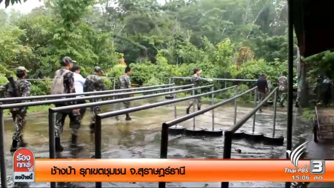 ช้างป่า รุกเขตชุมชน จ.สุราษฎร์ธานี