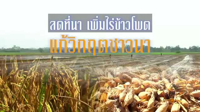 ลดที่นา เพิ่มไร่ข้าวโพด แก้วิกฤตชาวนา