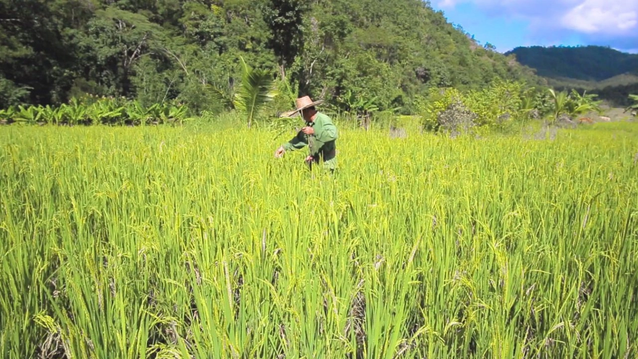 ข้าวดอย