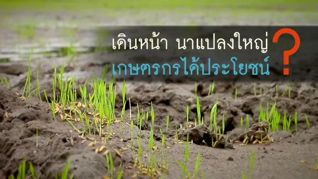 เดินหน้า นาแปลงใหญ่ เกษตรกรได้ประโยชน์