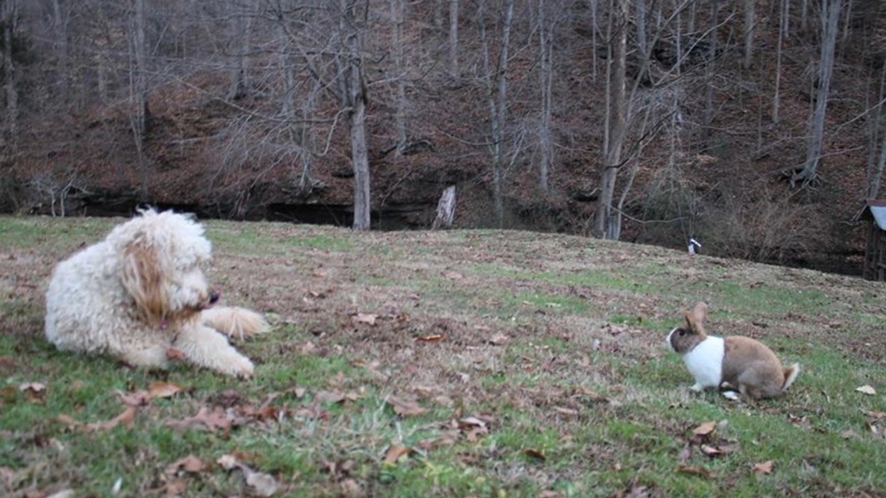 เพื่อนซี้ต่างพันธุ์ ตอน กวางที่รักของเจ้าหมา