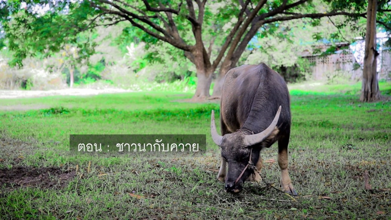 ​ชาวนากับควาย