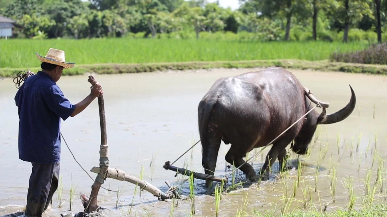 ​บุญคุณของควาย