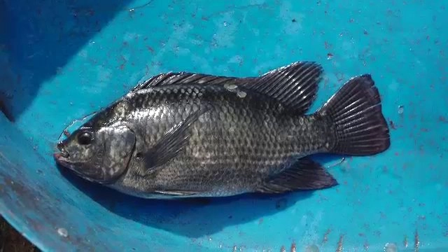 แลนคาปลากระชัง