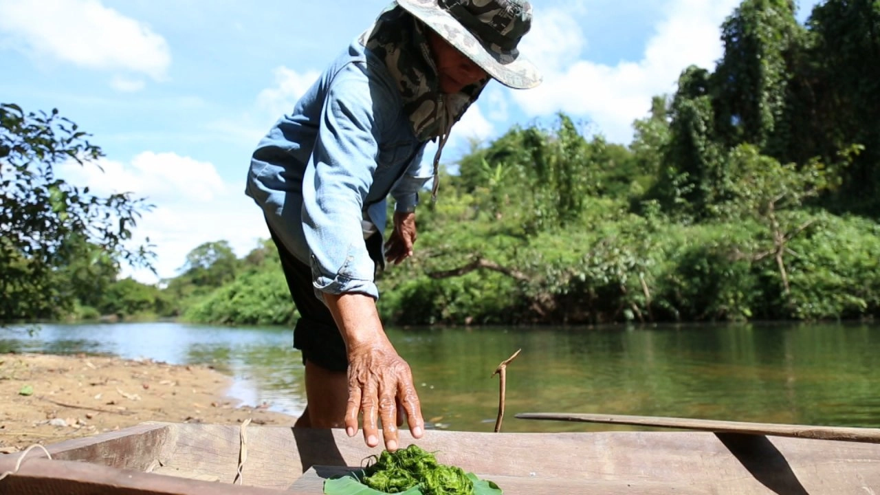 ลำโดมใหญ่ ต้นใสปลายเปลี่ยน, ไผ่ครอบจักรวาล, เรือนยกพื้น