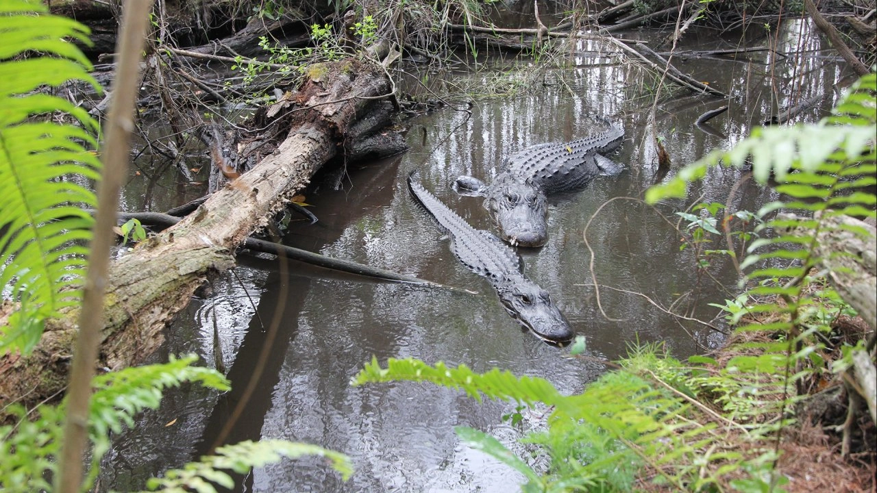 อุทยานแห่งชาติอเมริกา ตอน อุทยานแห่งชาติเอเวอร์เกลดส์