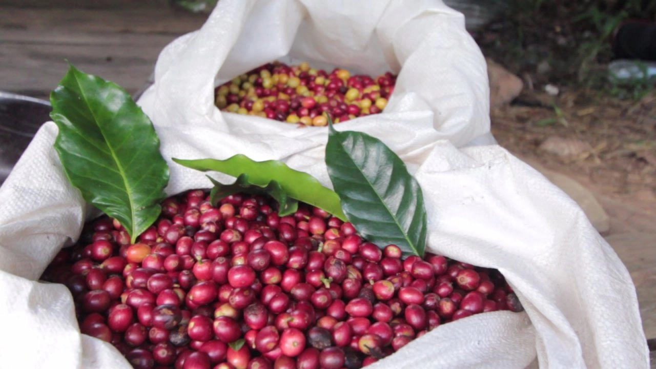 หอมกลิ่นแม่จันใต้