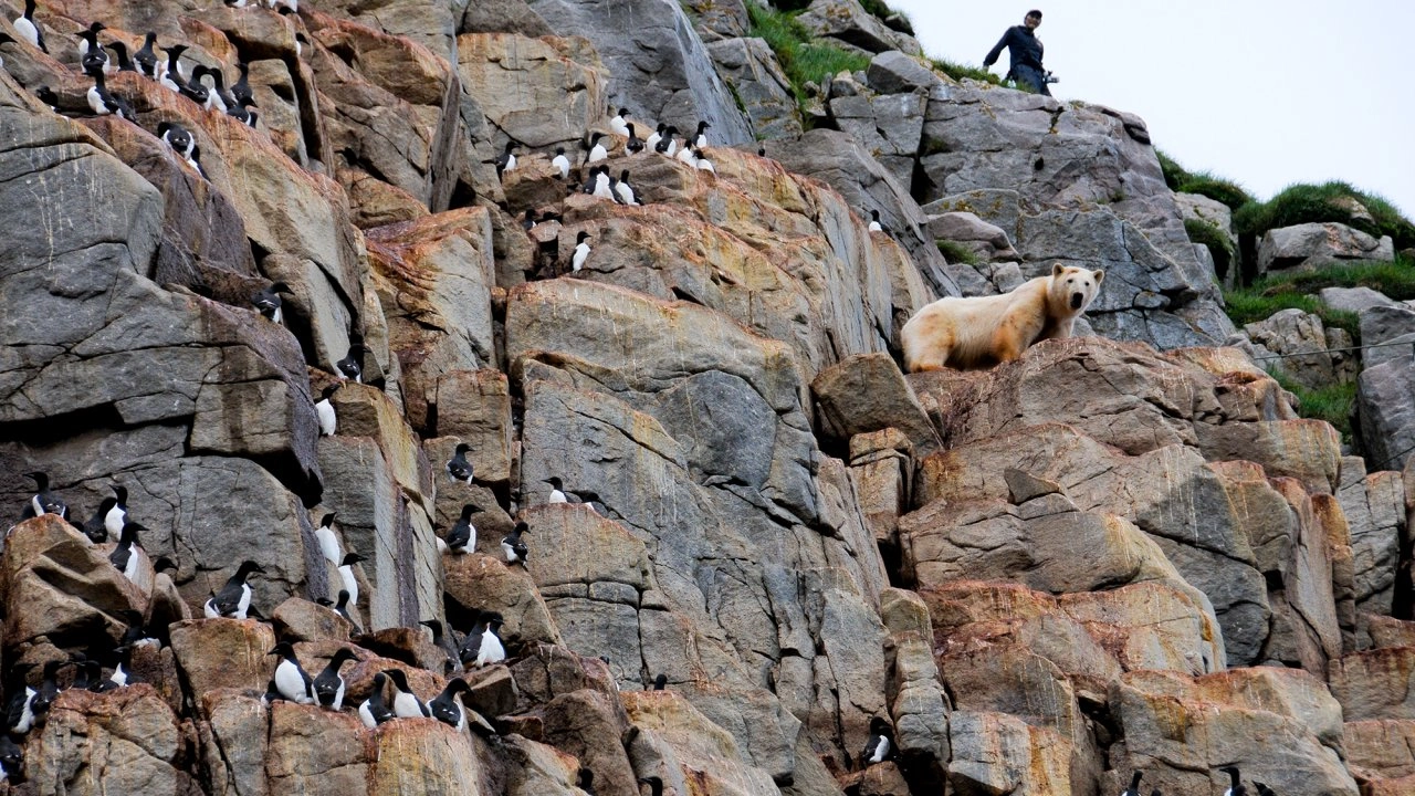 หมีขั้วโลกผู้เด็ดเดี่ยว