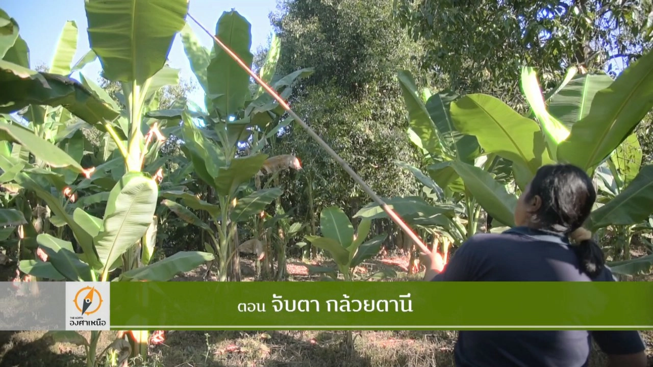 จับตากล้วยตานี