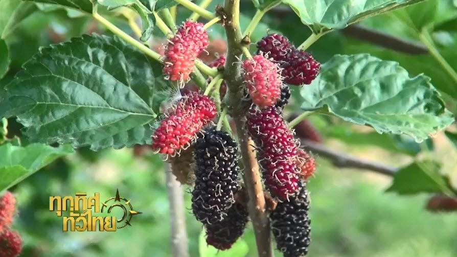 ประเด็นข่าว (3 มี.ค. 60)