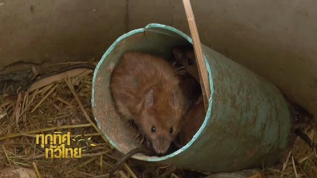 ประเด็นข่าว (2 มี.ค. 60)