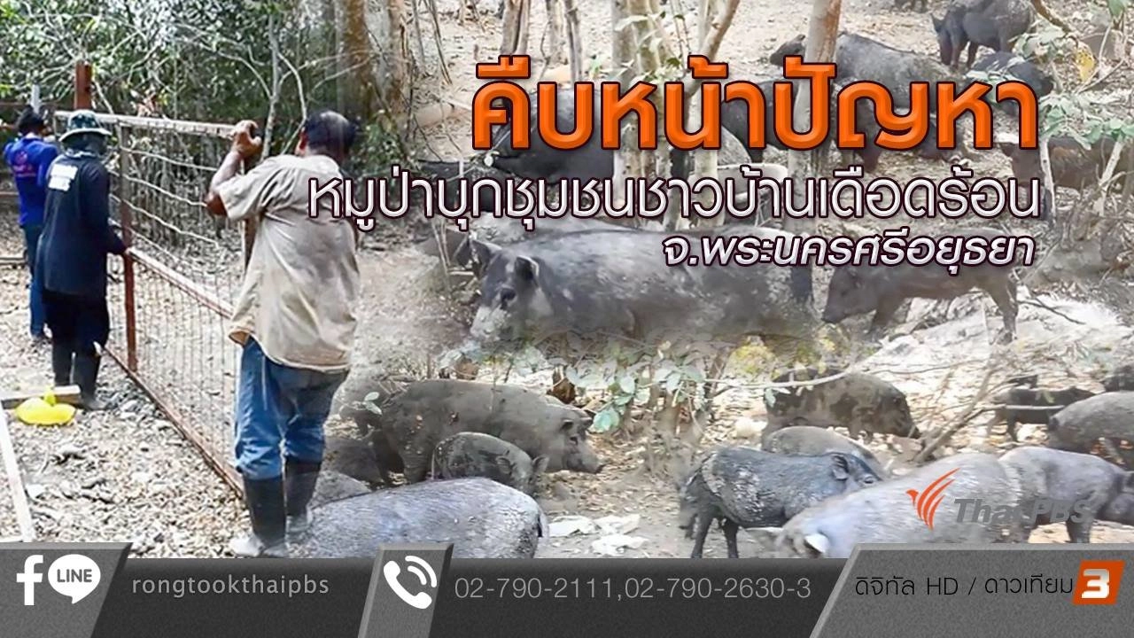 คืบหน้าปัญหาหมูป่าบุกชุมชนชาวบ้านเดือดร้อน จ.พระนครศรีอยุธยา