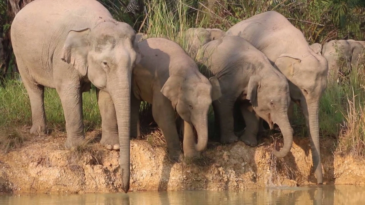 ตามช้างที่แก่งหางแมว