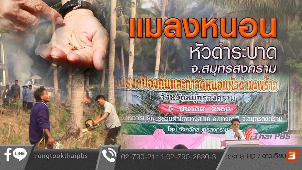 แมลงหนอนหัวดำระบาด จ.สมุทรสงคราม