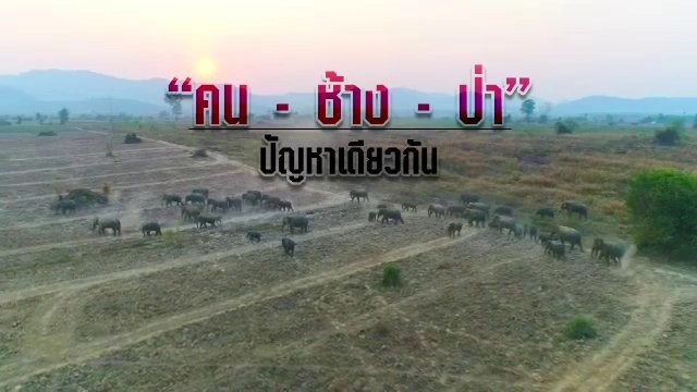 คน ช้าง ป่า ปัญหาเดียวกัน