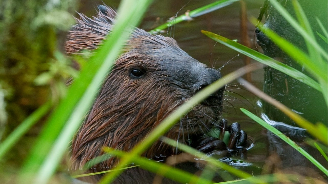 ผู้รู้ใจบีเวอร์