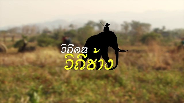 วิถีคน วิถีช้าง