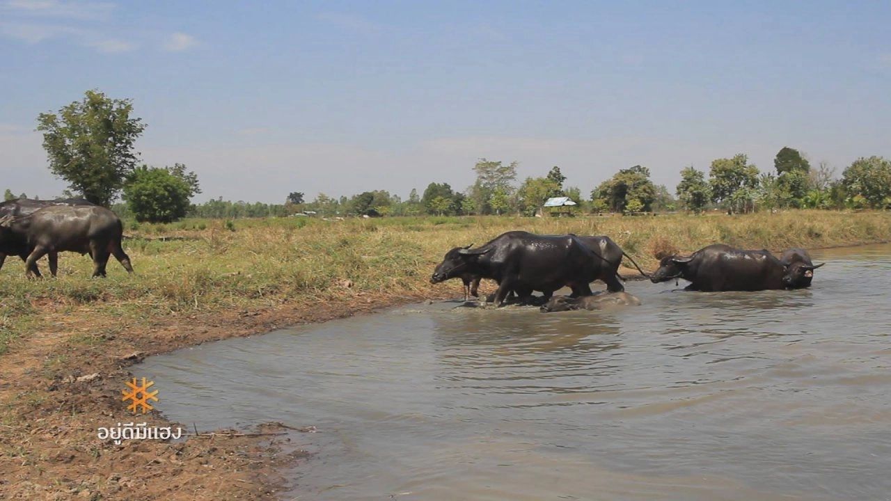 หมอกควันจัดการได้, ที่นี่ ปะนาเระ, ห้วยตามาย สบายดี