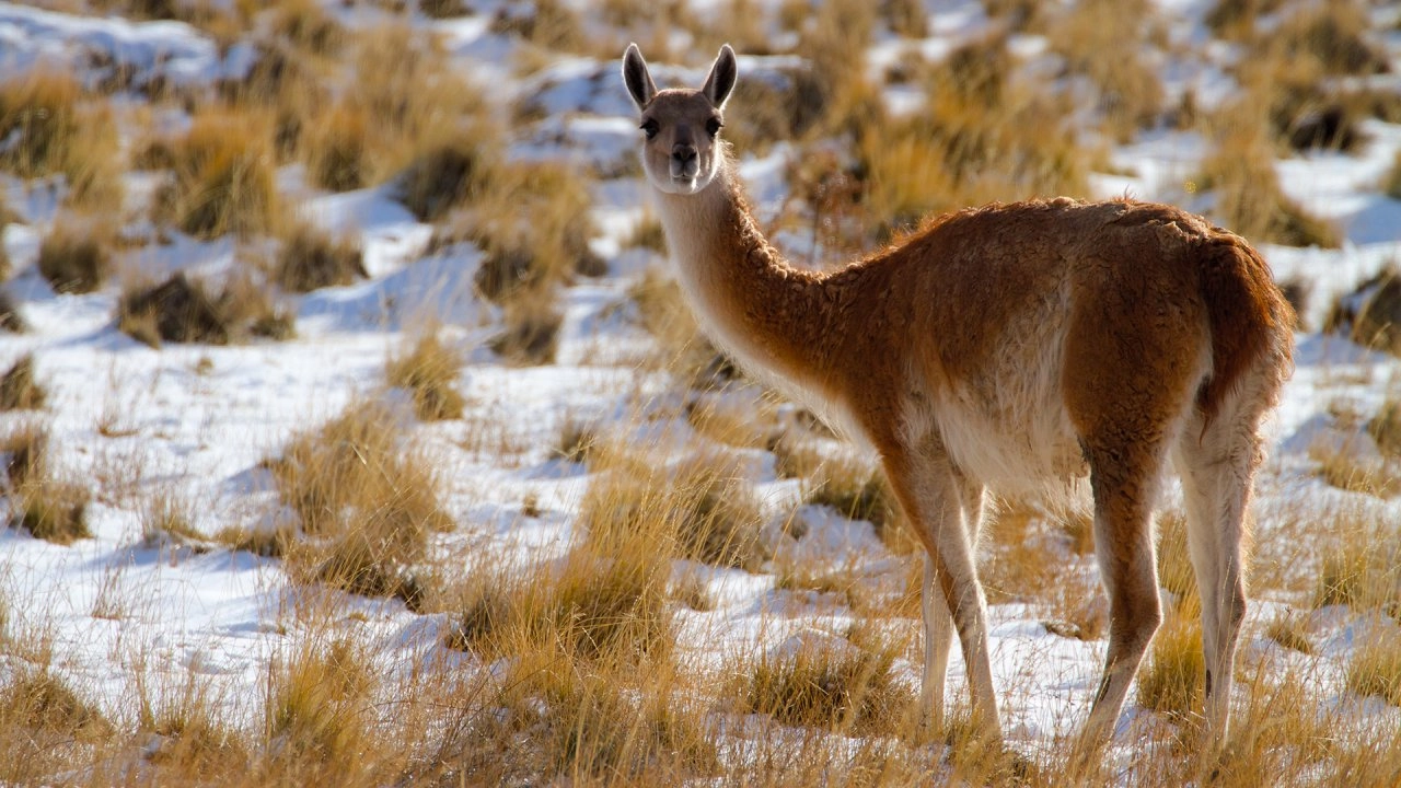 อัศจรรย์ธรรมชาติปาตาโกเนีย ตอน ความร้อนและละอองฝุ่น