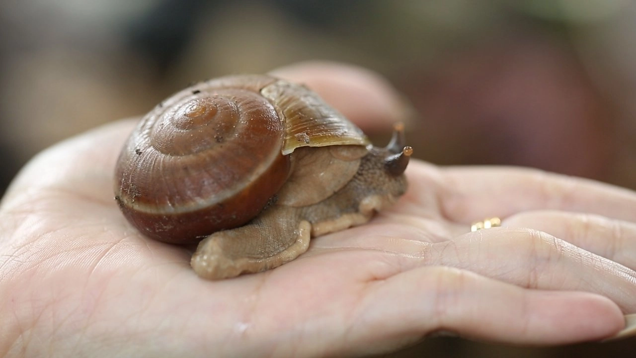 งานวิจัยหอยทากไทยสู่ผลิตภัณฑ์ความงาม, ขับเคลื่อนวิทยาศาสตร์การแพทย์สู่ไทยแลนด์ 4.0