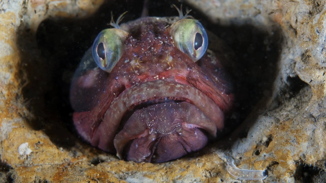 น่าทึ่ง...ตะลึงกับธรรมชาติ ตอน มหาสมุทร และ การเดินทางที่ยิ่งใหญ่ที่สุดในโลก