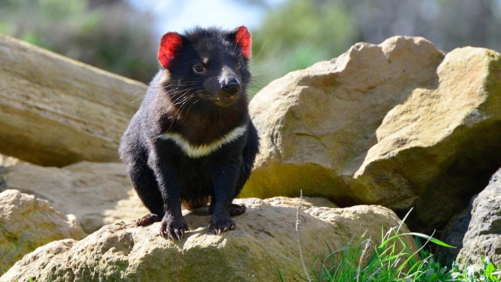 แทสเมเนียน เดวิล ตอน บ้านใหม่บนเกาะมาเรีย