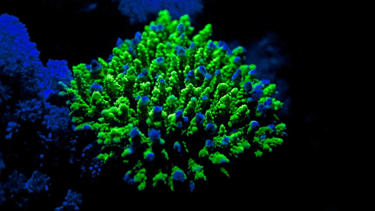 ทะเลเรืองแสง