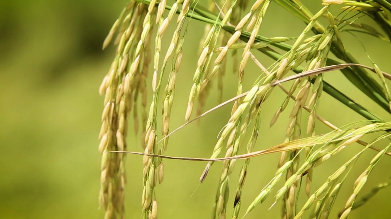 แม่โพสพนารีแห่งข้าว