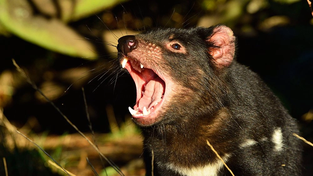 แทสเมเนียน เดวิล ตอน เพื่อนใหม่