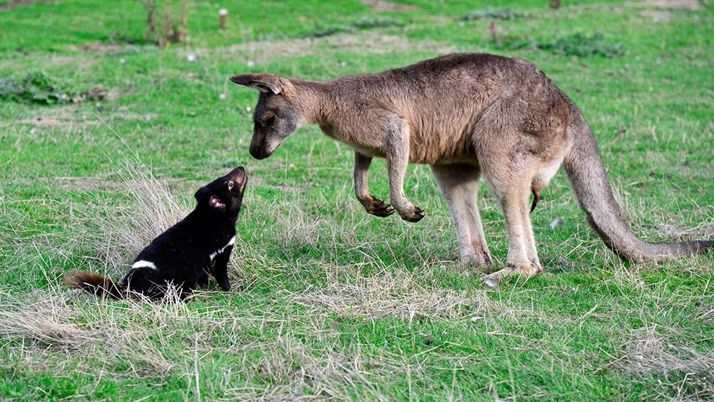 แทสเมเนียน เดวิล ตอน ต้นตระกูลเดวิล