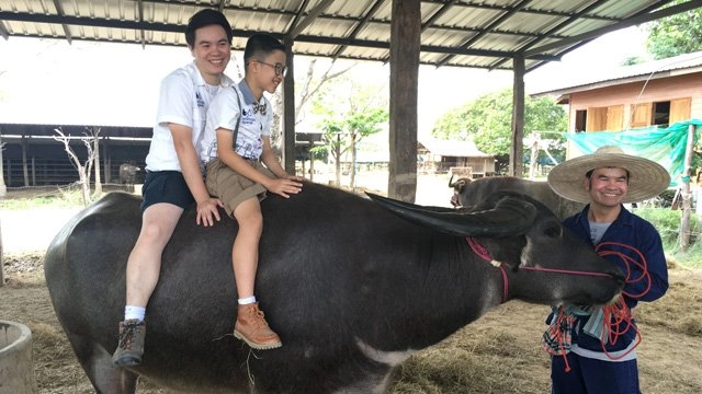 ควายไทยไซส์บิ๊ก